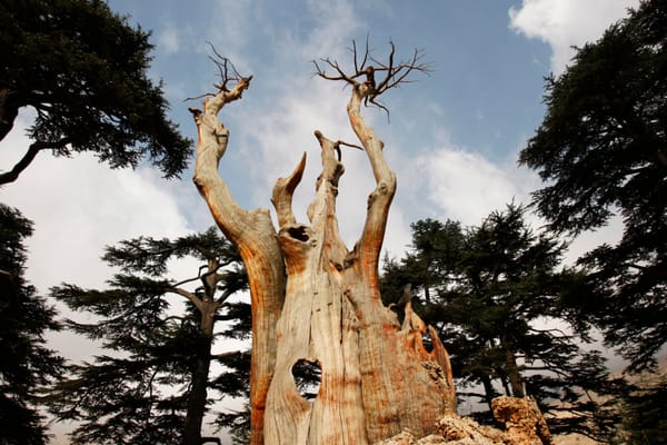 Nature and Politics